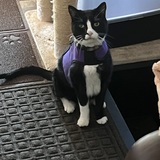 Entry image for Cooper