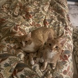 Entry image for Chuck Percy and John Paul Stevens