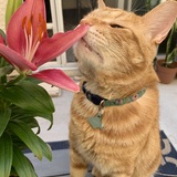 Entry image for Morris 