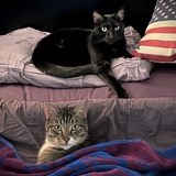 Entry image for Molly & Charlie