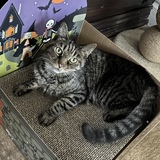 Entry image for Chevy