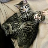 Entry image for Venice and Louis V. 