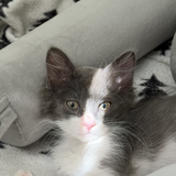 Entry image for Dolly