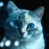 Entry image for Popcorn