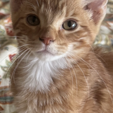 Entry image for Percy