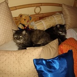 Entry image for Lilly and Archie