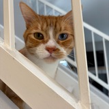 Entry image for Goldy