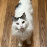 Entry image for Aspen