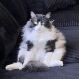 Entry image for Marley