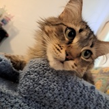 Entry image for Clio