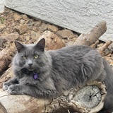 Entry image for Zazu