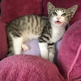 Entry image for Turbo