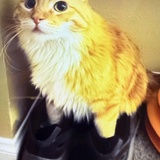 Entry image for Sparky