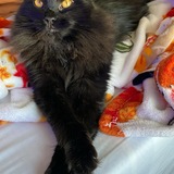 Entry image for Adelaide 