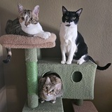 Entry image for Cool Cat Crew (Victoria, Carl, Lydia)