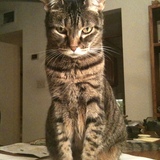 Entry image for Stella