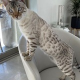 Entry image for Ozzy