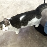 Entry image for Whisper