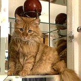 Entry image for Kuma