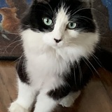 Entry image for Sylvie