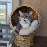 Entry image for Sushi