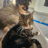 Entry image for Kwali