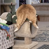 Entry image for Ziggy