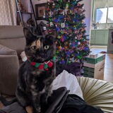 Entry image for Regina George