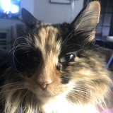 Entry image for Patches