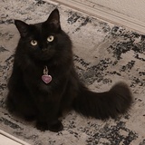 Entry image for Wicca