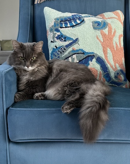 Entry image for Sophie. Clicking this image will show a larger photo