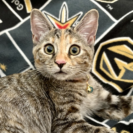 Entry image for Toffee. Clicking this image will show a larger photo