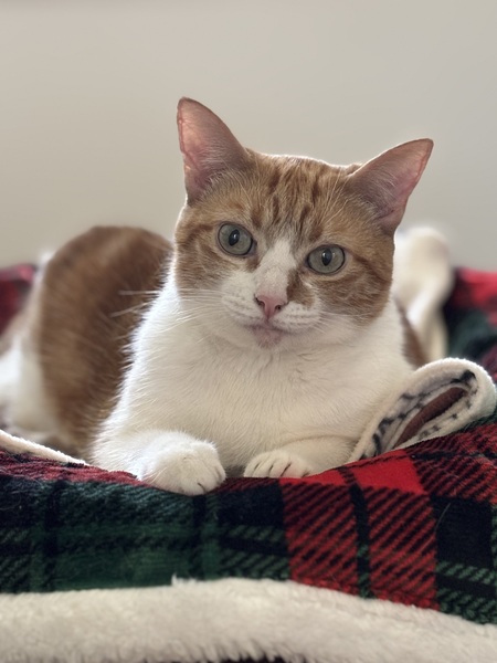 Entry image for Penny. Clicking this image will show a larger photo