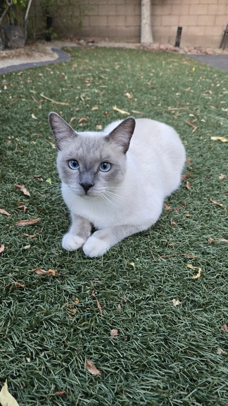 Entry image for Yuki. Clicking this image will show a larger photo