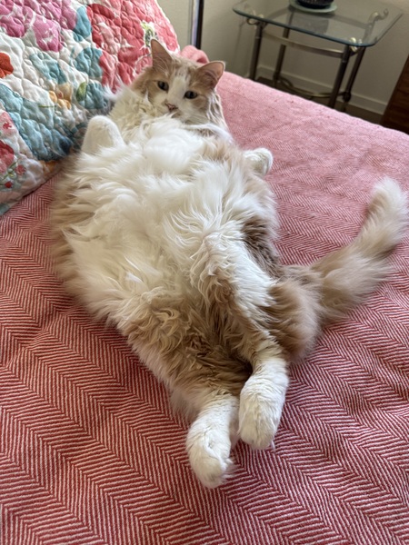 Entry image for Havana Joe. Clicking this image will show a larger photo