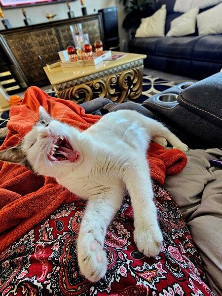 Entry image for Sharbot (previous Faye). Clicking this image will show a larger photo