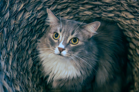 Entry image for Sam. Clicking this image will show a larger photo