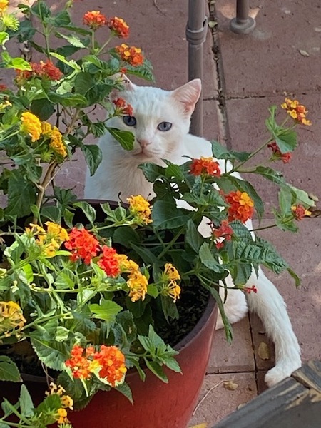 Entry image for Jack. Clicking this image will show a larger photo