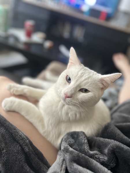 Entry image for beni. Clicking this image will show a larger photo