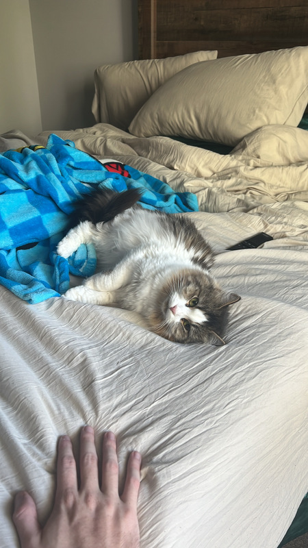 Entry image for Calypso . Clicking this image will show a larger photo