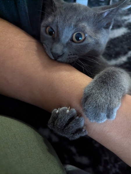 Entry image for Lavender McChicken . Clicking this image will show a larger photo