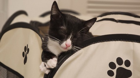 Entry image for Mica. Clicking this image will show a larger photo