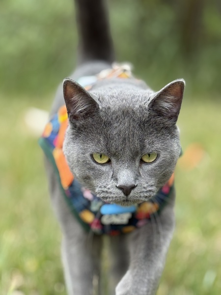 Entry image for Earl. Clicking this image will show a larger photo