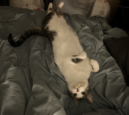 Entry image for Maxwell. Clicking this image will show a larger photo