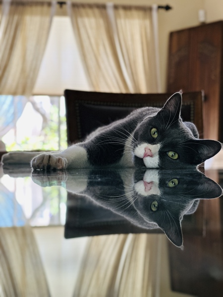 Entry image for Leo. Clicking this image will show a larger photo