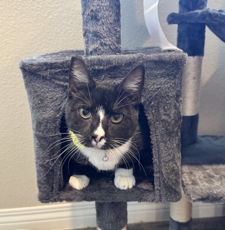 Entry image for Merlin. Clicking this image will show a larger photo