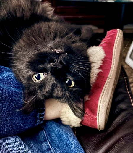 Entry image for Frankie. Clicking this image will show a larger photo