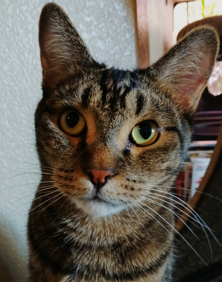 Entry image for Newt. Clicking this image will show a larger photo