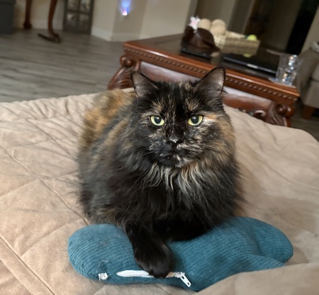 Entry image for Baby Kitty. Clicking this image will show a larger photo