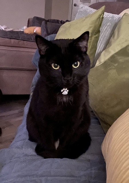 Entry image for Star. Clicking this image will show a larger photo